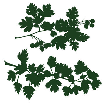 green hawthorn branches silhouette on white clip art preview