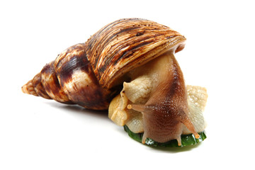 achatina snail