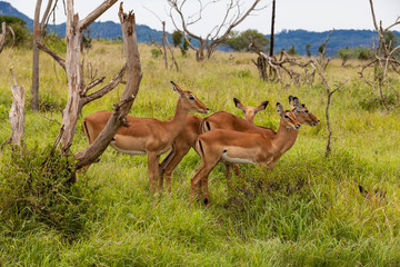 Impala Antilopen