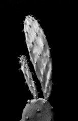 Naklejka premium Enlarge Cactus germination, Macro shot close up