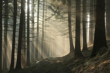 Sentier dans les montagnes à travers une forêt de conifères au lever du soleil