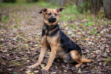 Naklejka na ściany i meble Mixed breed sdog sitting on leaves in the autumn forest