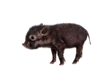 Little black piggy isolated on the white background