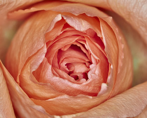 pink rose flower closeup, natural background