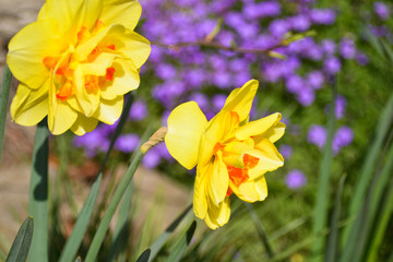 Oster Glocken Blumen Narzissen im Garten