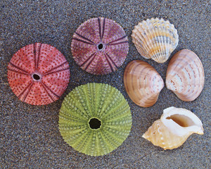 a collection of sea urchins and shells on wet beach