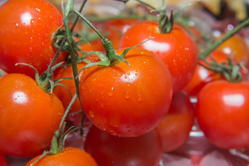 Photo of very fresh Cherry tomatoes on branch