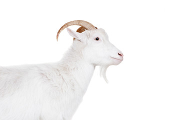 Goat standing up isolated on a white background