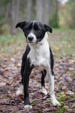 Mixed breed sdog sitting on leaves in the autumn forest