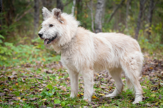 Mixed breed sdog sitting on leaves in the autumn forest