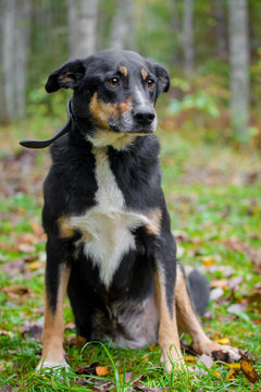 Mixed breed sdog sitting on leaves in the autumn forest