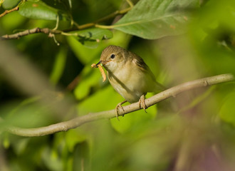 Willow Warbler with a caterpillar