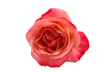 Pink rose isolated on white background