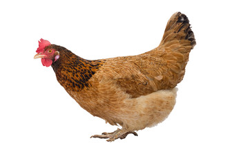 Brown hen