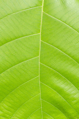 leaf texture