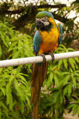  The potrait of Blue & Gold Macaw