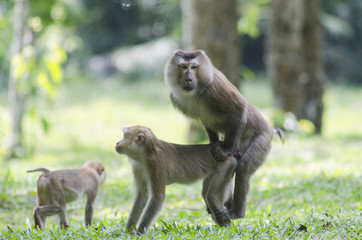 beautiful pig-tailed macaque (Macaca nemestrina) in Thai forest