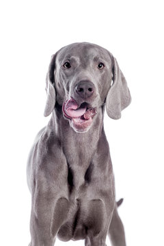 White marana dog sales