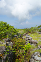 Fototapeta na wymiar Group of lichen on a rock in nature.