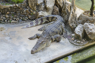 Crocodile in Thailand Farm