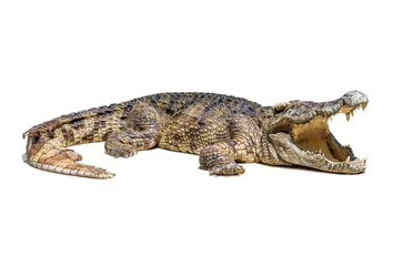 Fotobehang Krokodil geïsoleerd © fotoslaz