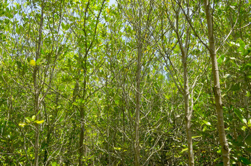Fototapeta premium Photo of green fertile mangrove forests of Thailand.