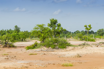 Fototapeta premium tropical background