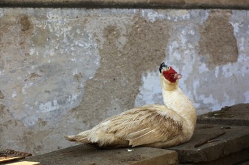 Muscovy duck looking at camera