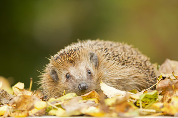 Hedgehog