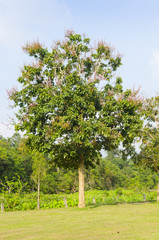 Jungle forest with tropical trees. Adventure background