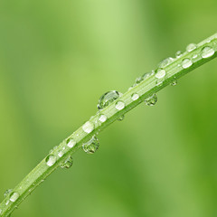 gouttes de rosée sur un brin d'herbe