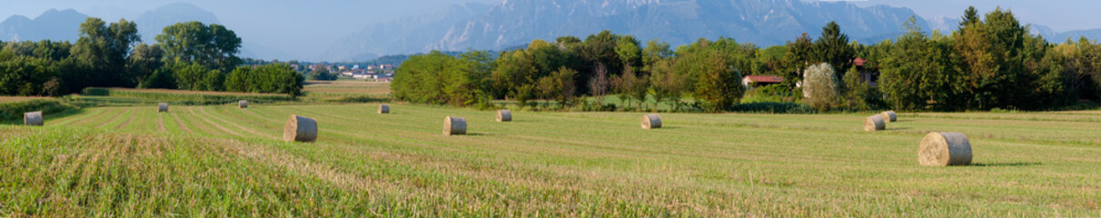 Panoramic view of hay rolls field