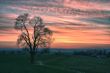Fototapeta na wymiar Meadow with lonely tree at sunset hdr