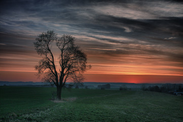 Fototapeta na wymiar Meadow with lonely tree at sunset hdr