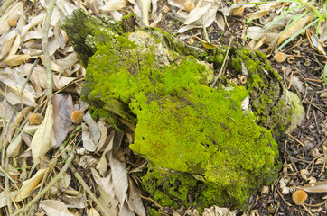 Beautiful lush forest