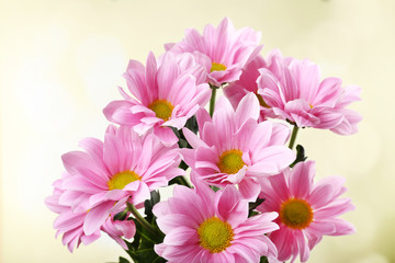 Fototapeta na wymiar Beautiful chrysanthemum flowers on bright background