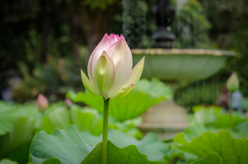 Lotus flower