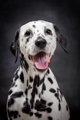 Beauty dalmatian dog, isolated on black background