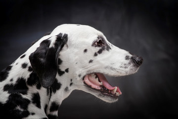 Beauty dalmatian dog, isolated on black background