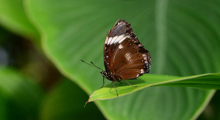 Obraz na płótnie Canvas Butterfly on a green leaf