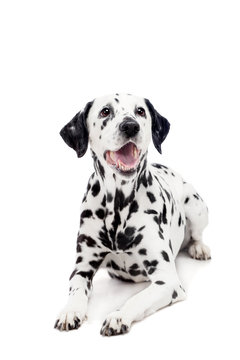 Beauty dalmatian dog, isolated on white background