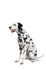 Beauty dalmatian dog, isolated on white background