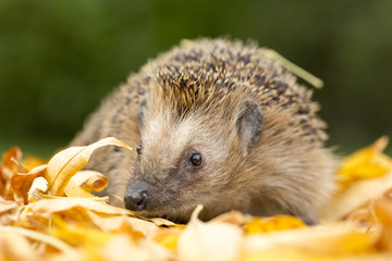 Hedgehog