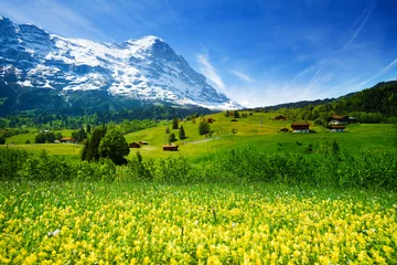 Poster Yellow flowers field, beautiful Swiss landscape © Sergey Novikov