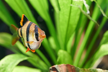 Aquarium fish. Barbus puntius tetrazona