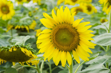 Fototapeta premium Beautiful sunflower field over cloudy blue sky