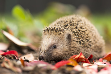 Hedgehog