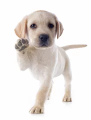 Abwaschbare Fototapete Hund Welpe Labrador Retriever