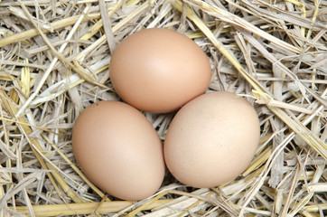 brown eggs at hay nest in chicken farm