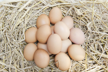 Macro shoot of brown eggs at hay nest in chicken farm